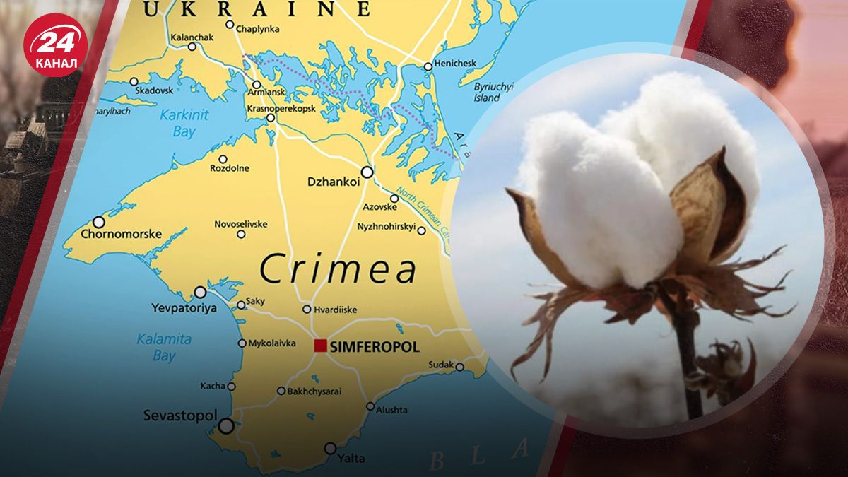 Які результати збільшення "бавовни" на півострові Які результати збільшення "бавовни" на півострові