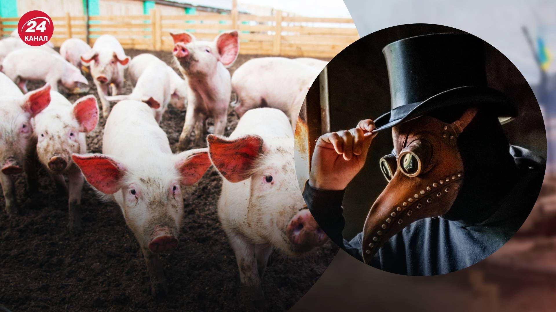 Африканская чума свиней в Черновцах Африканская чума свиней в Черновцах