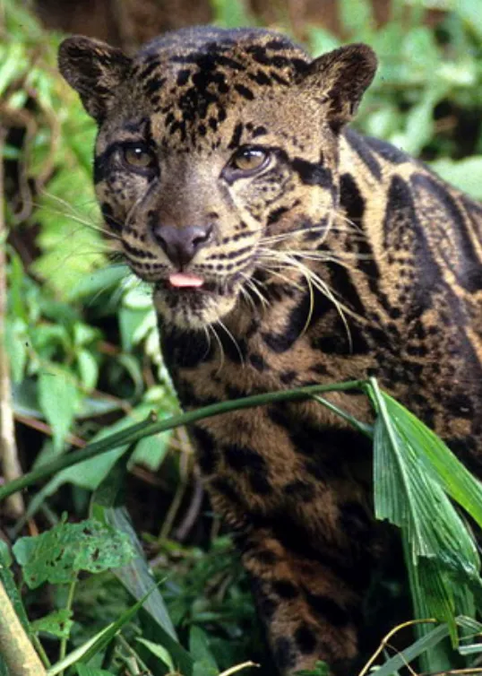 Борнейский дымчатый леопард