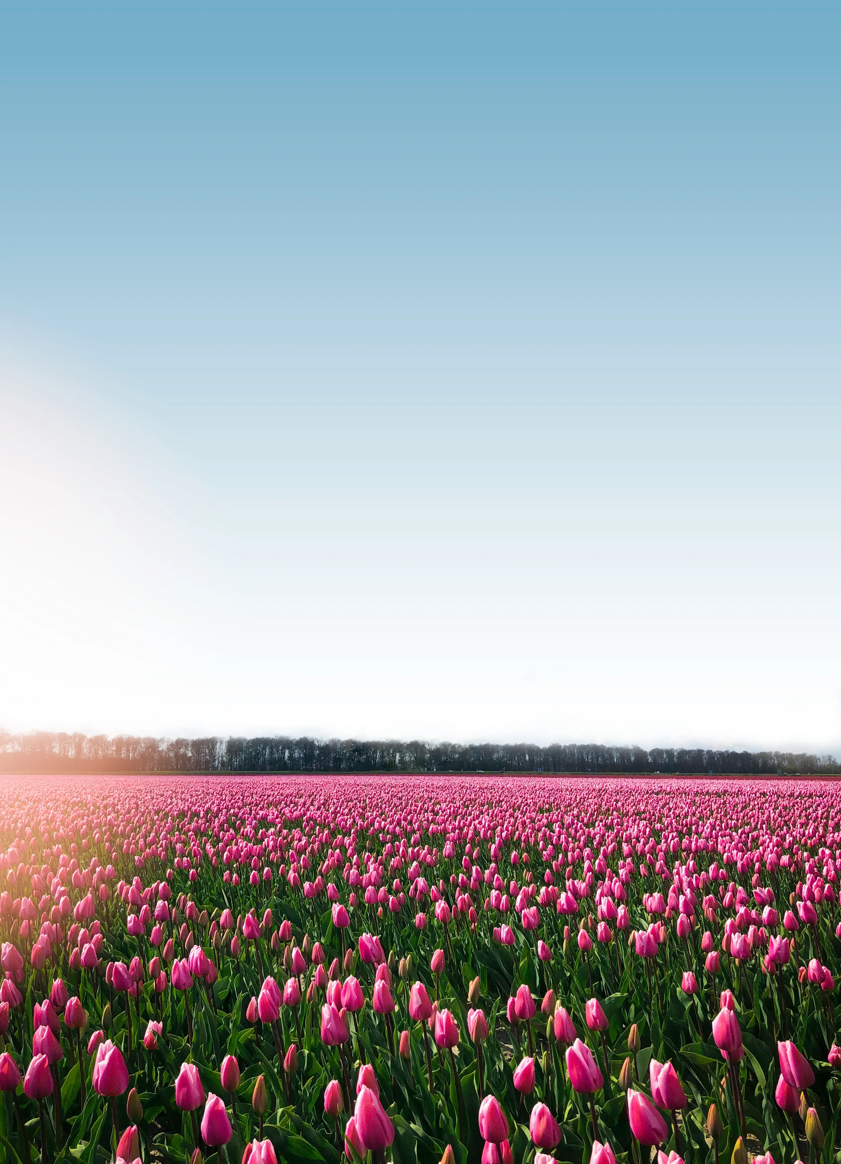 Тюльпанные поля в Нидерландах