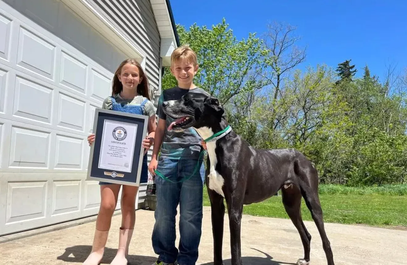 Трехлетний пес Кевин официально признан самой высокой собакой в мире 