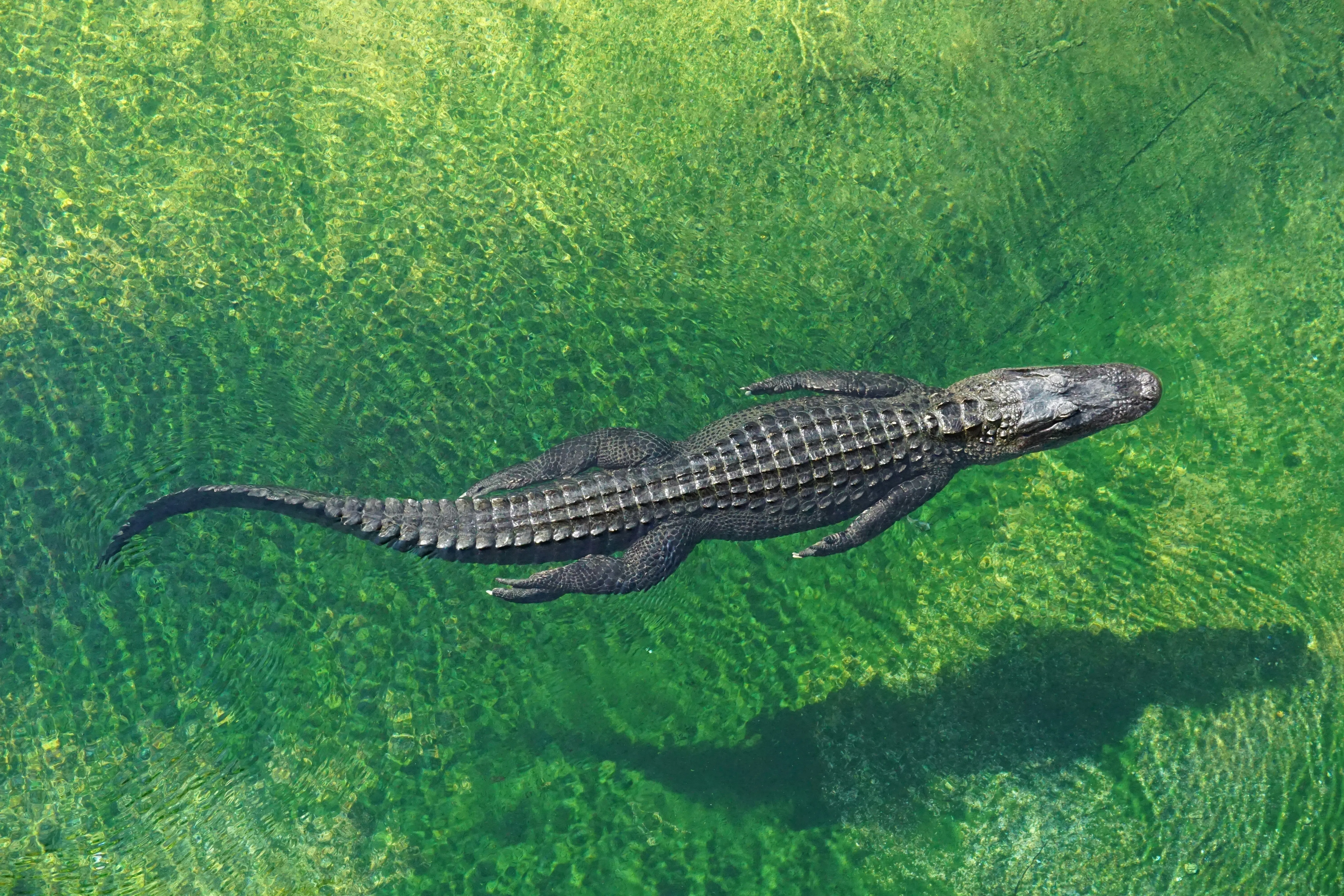Морские крокодилы являются долгожителями