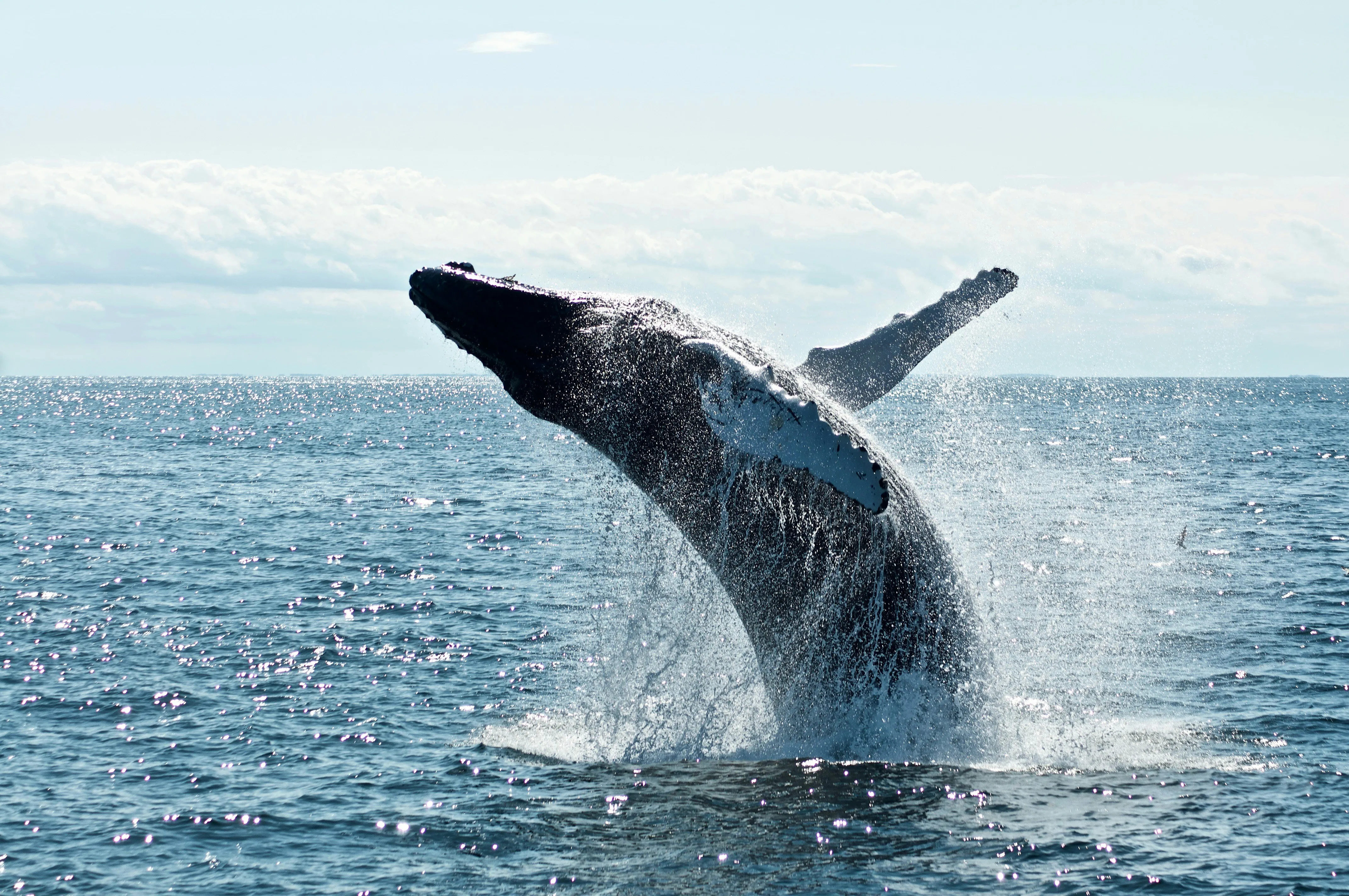 Гренландские киты тоже долгожители