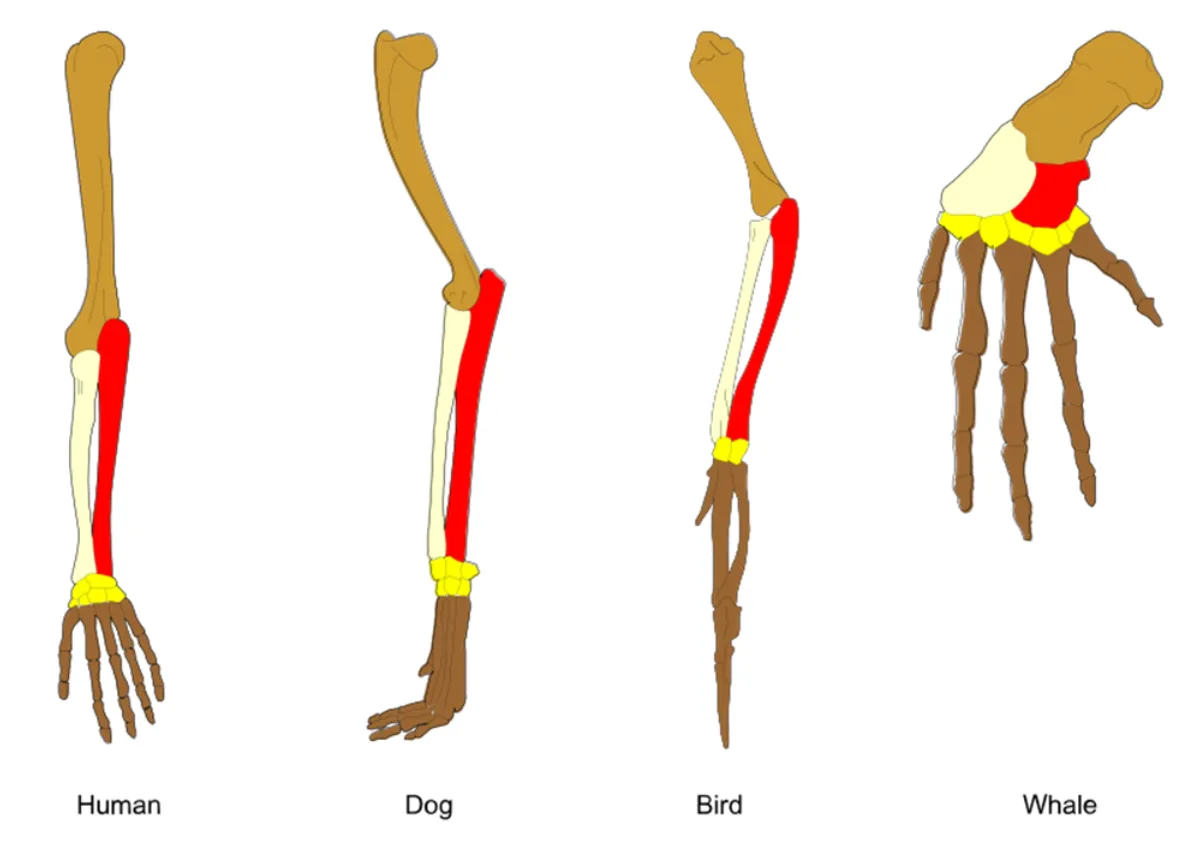 Принцип гомології: біологічні взаємовідношення кісток передніх кінцівок хребетних 