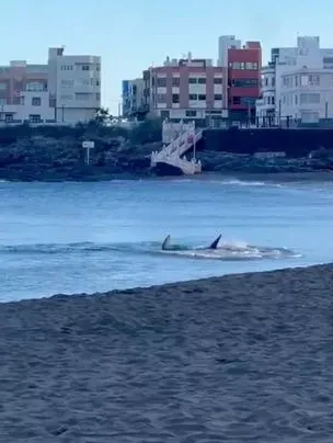 Акула біля берегів Канарських островів Акула біля берегів Канарських островів