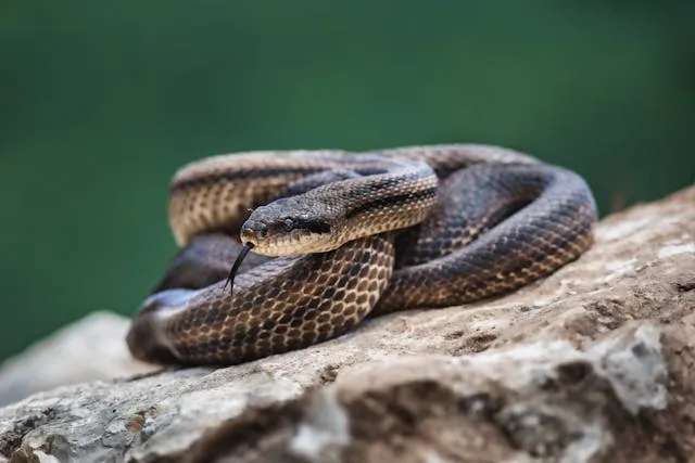 Змея на камне Змея на камне