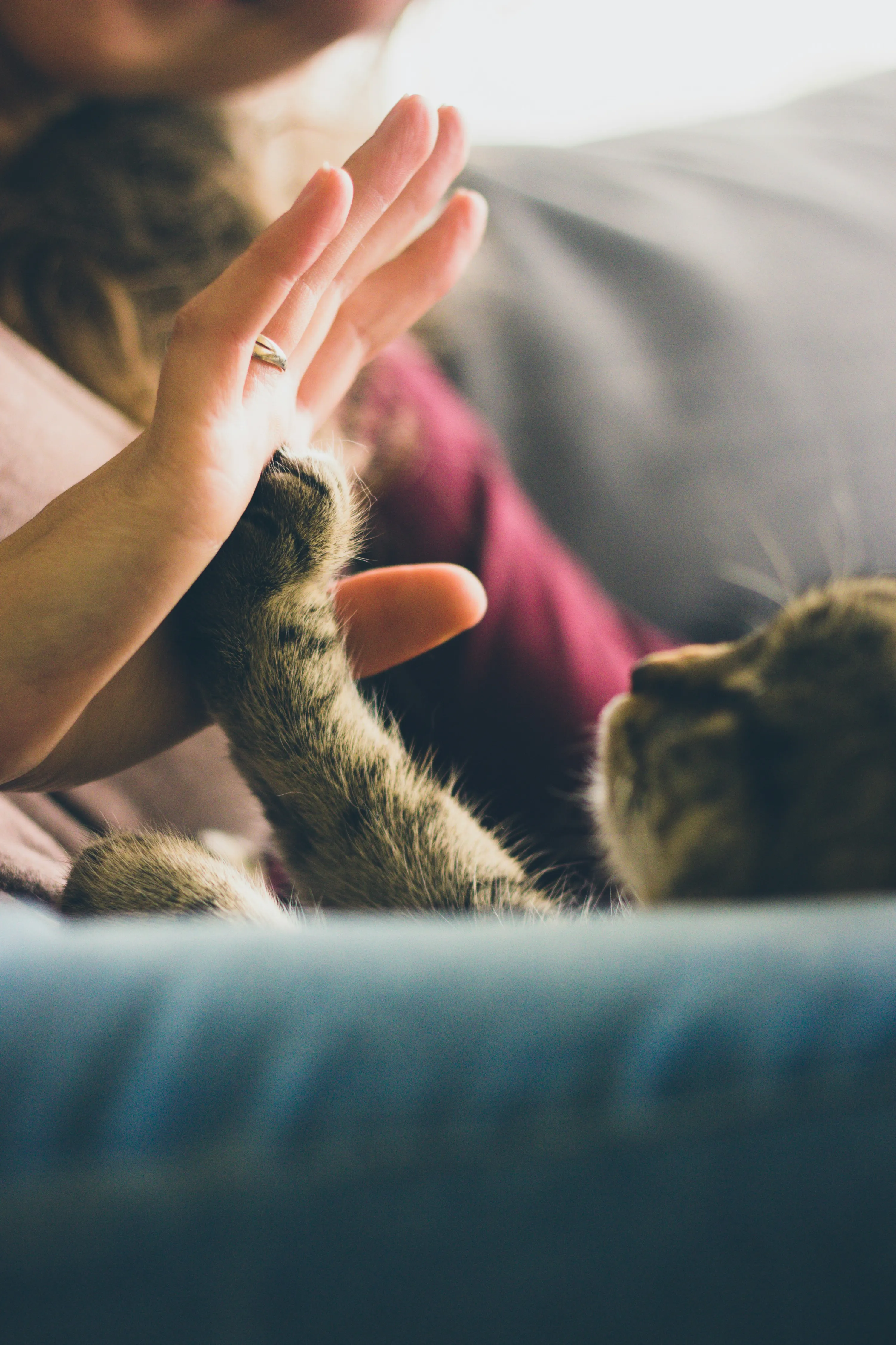 Коты могут передавать человеку инфекции Коты могут передавать человеку инфекции