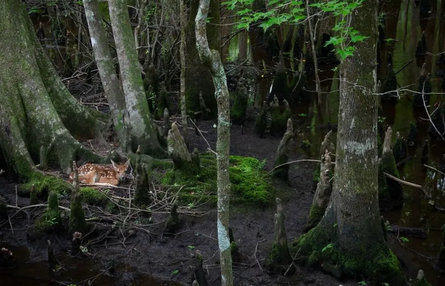 Не надо "спасать" оленят, которых увидите под деревом в дикой природе Не надо "спасать" оленят, которых увидите под деревом в дикой природе