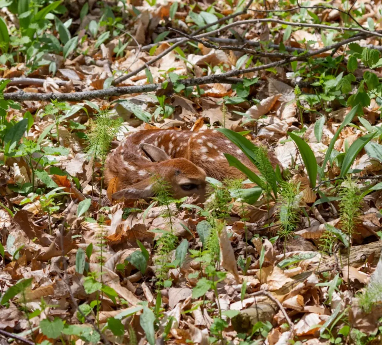 Они выглядят беспомощными, но детеныши оленей хорошо прячутся Они выглядят беспомощными, но детеныши оленей хорошо прячутся