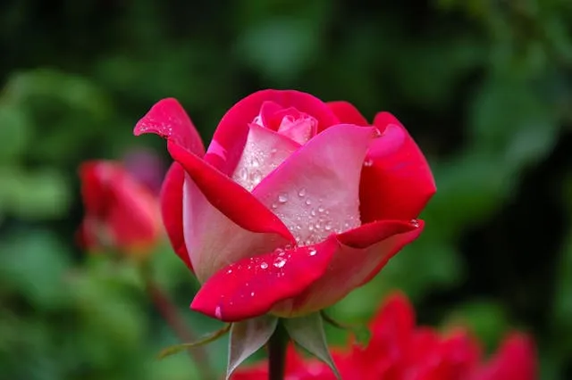 Троянда в саду