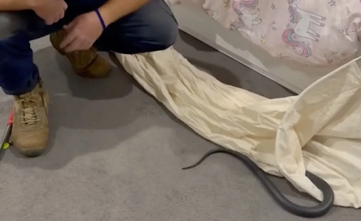 Семья нашла ядовитую змею в кроватке дочери Семья нашла ядовитую змею в кроватке дочери