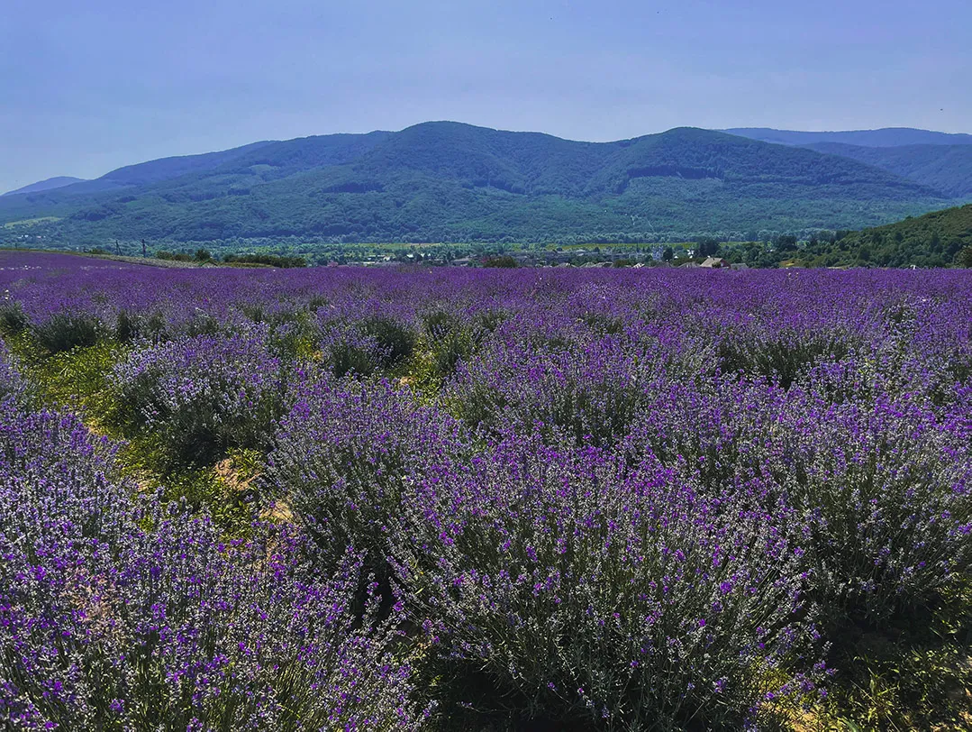 Лавандова гора 