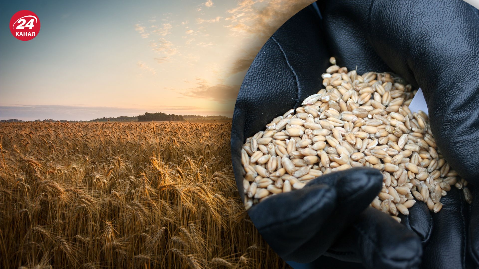 Сколько зерна потеряла Украина из-за оккупации