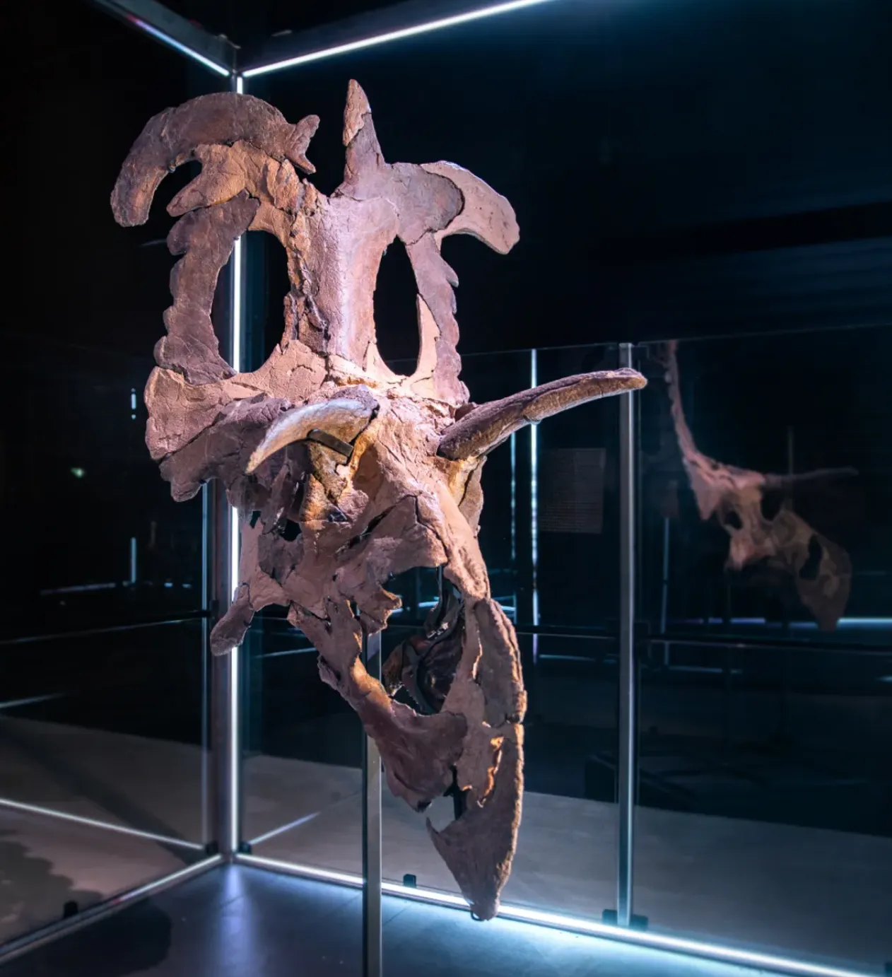 Ископаемые кости черепа Локицератопса реконструированы и выставлены в Музее эволюции в Марибо Ископаемые кости черепа Локицератопса реконструированы и выставлены в Музее эволюции в Марибо