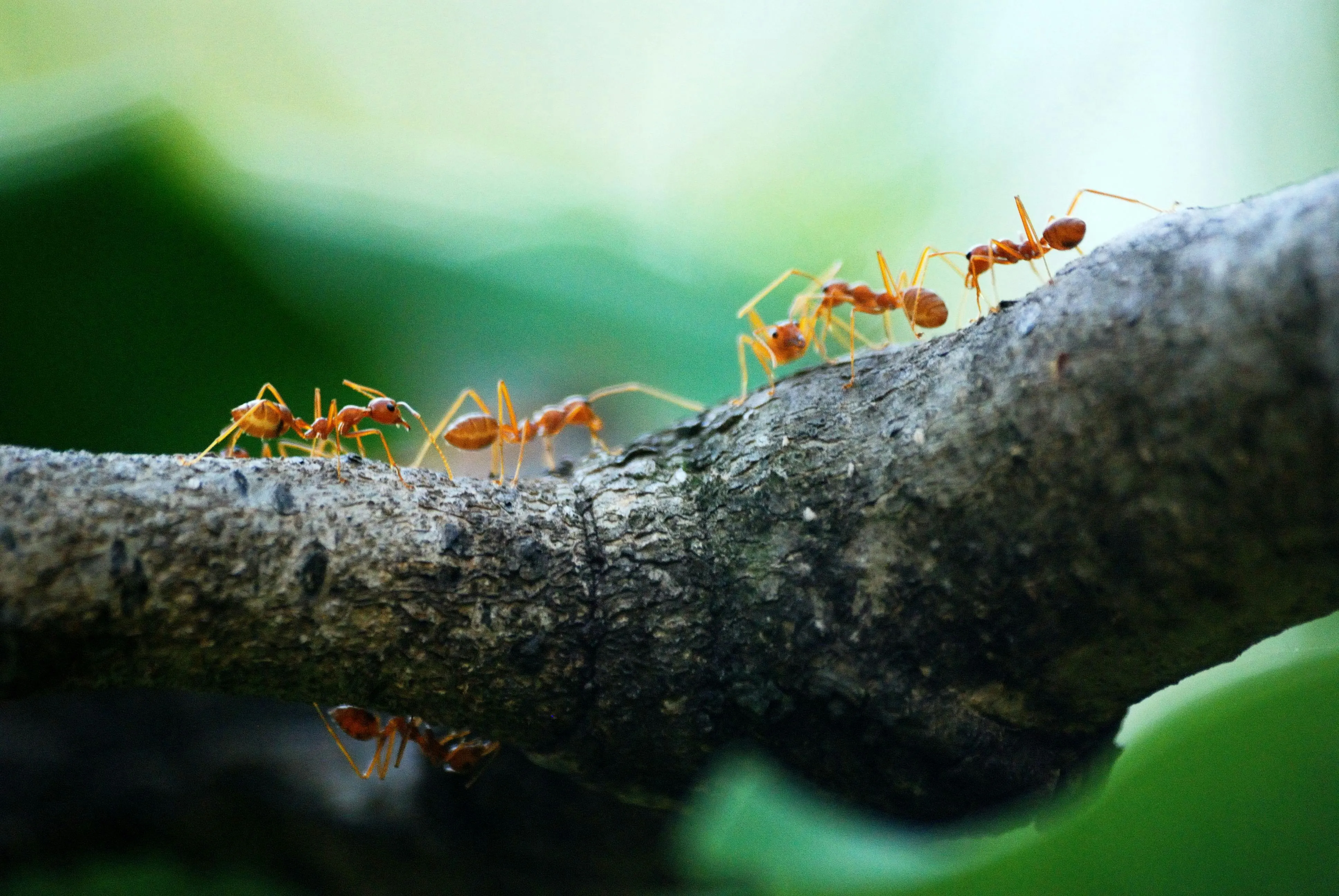 Ефективні методи позбавлення мурах