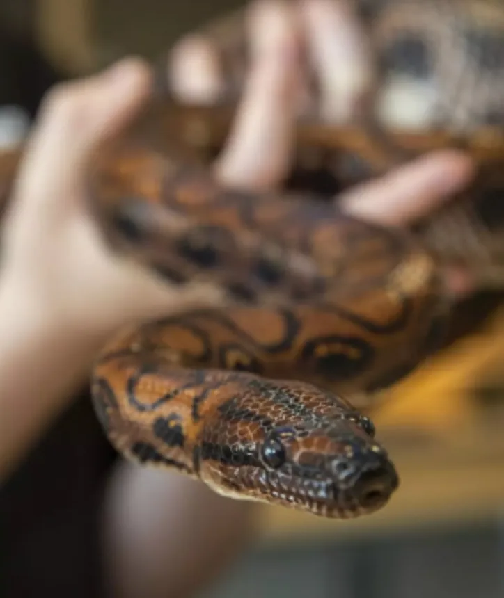 Ситуация с новорожденными змеями поставила экспертов в тупик