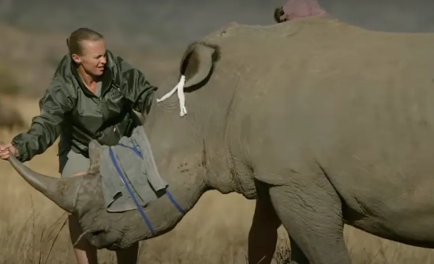 Ученые используют этот способ, чтобы спасти носорогов