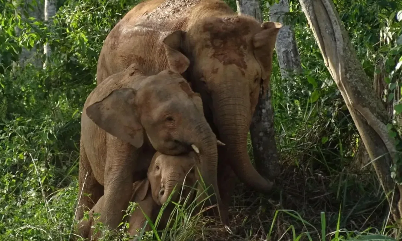Борнейские слоны меньше своих материковых собратьев