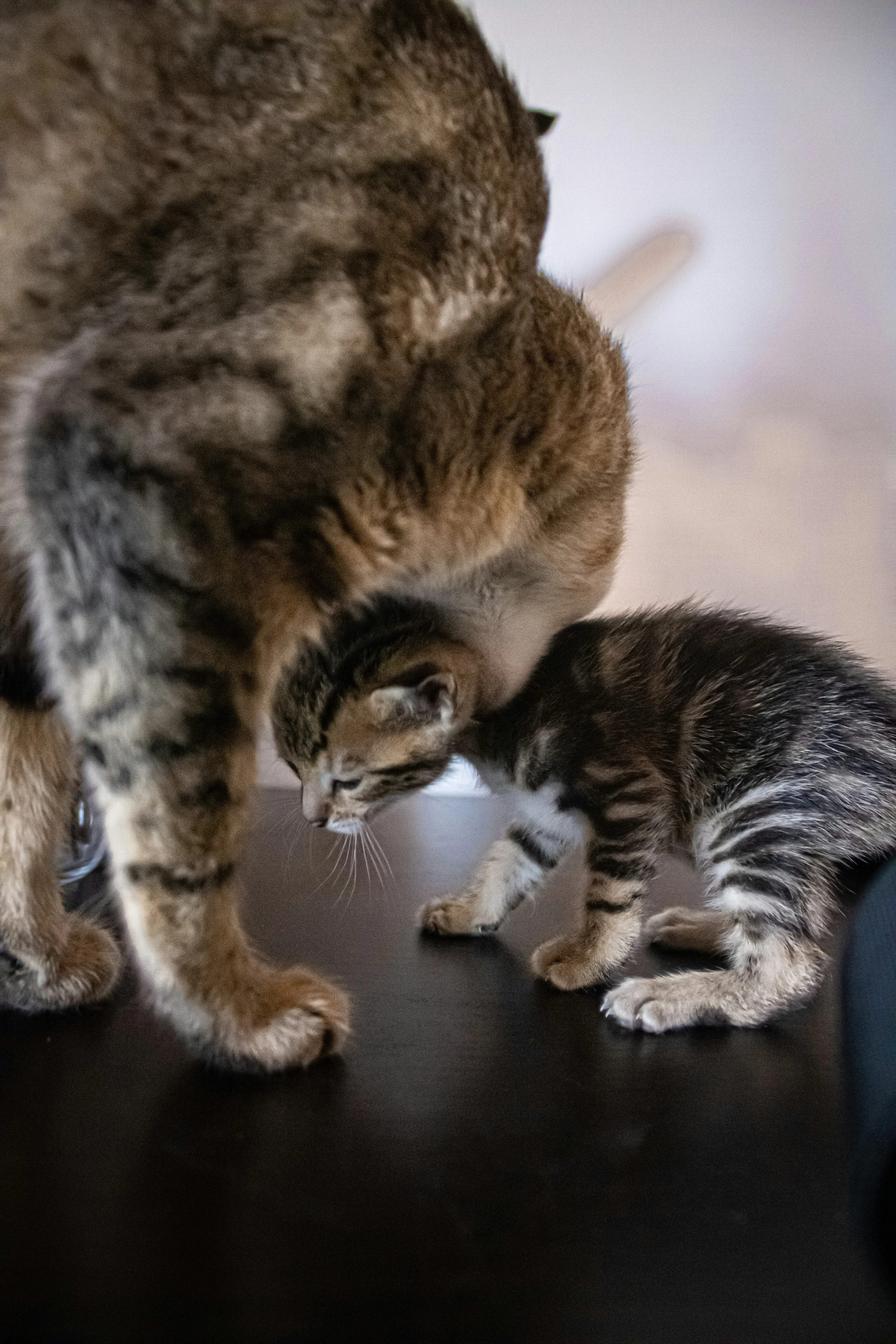 Чем отличается характер кота от кошки Чем отличается характер кота от кошки