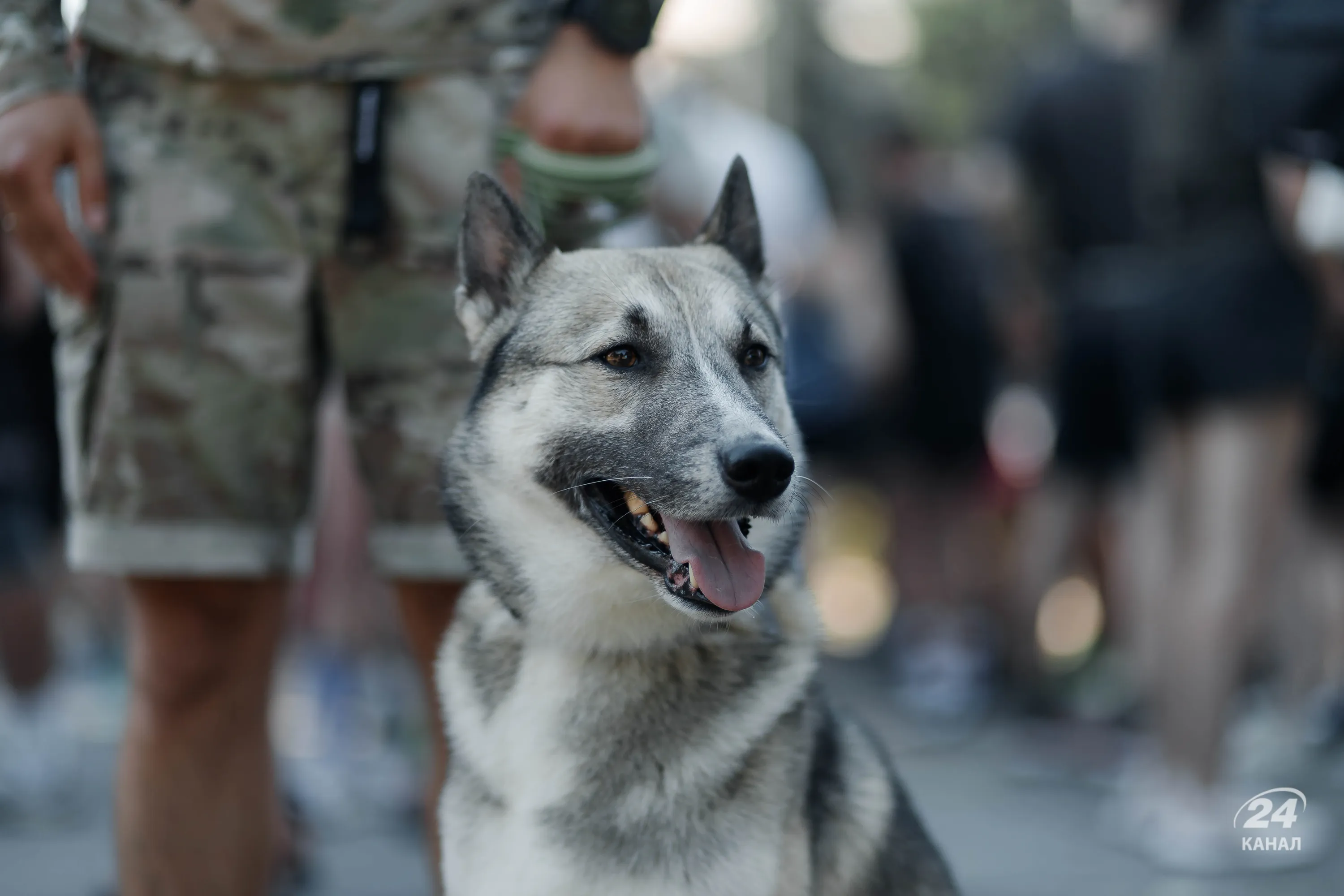Пес узяв участь у забігу