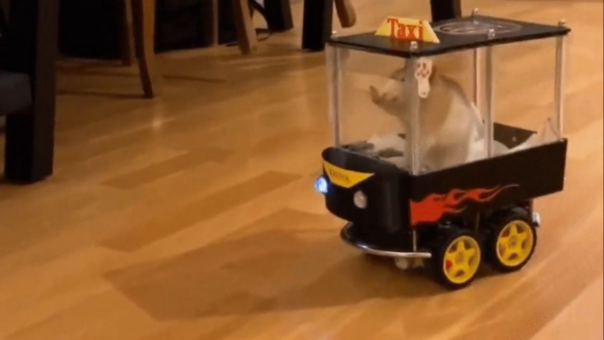 Умные крысы управляют миниатюрными такси – эксперимент пары из Британской Колумбии