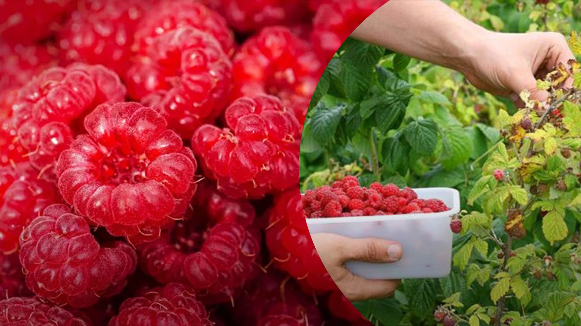 Не хватает людей для сбора малины