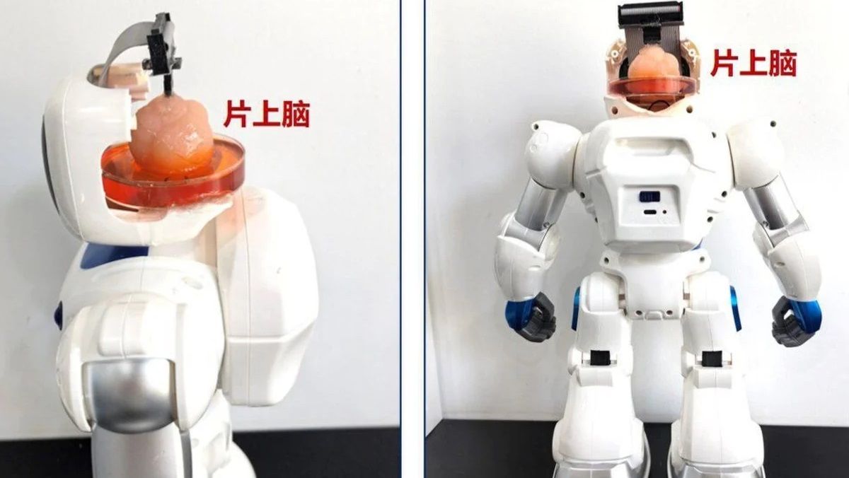 Цей китайський робот має штучний мозок, а також нейронний чип