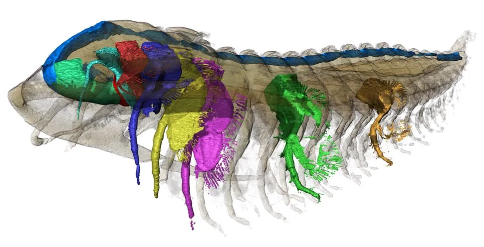 3D-реконструкция Protolenus (Hupeolenus) sp. с прозрачностью, демонстрирующая сегментацию пищеварительной системы (синий цвет)