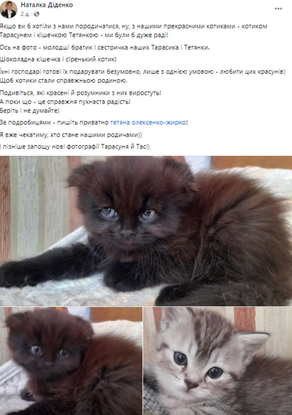 Діденко виставила пост про кошенят