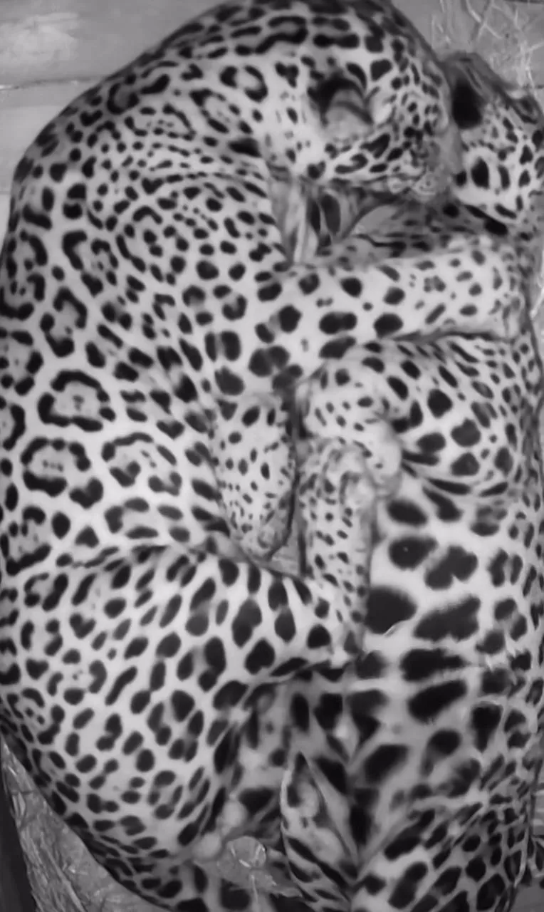 Ягуар-мужчина обнимает любимую могучими лапами и будто целует в шею