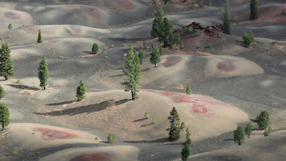 Особо стойкий пустынный мох может выживать даже на Марсе