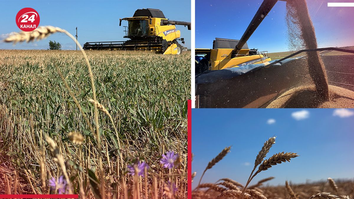 Ситуація у Харківській області – як аграрії ризиковано вирощують зерно - 24 Канал Ситуація у Харківській області – як аграрії ризиковано вирощують зерно - 24 Канал