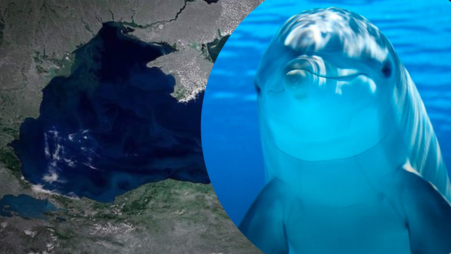 Чи справді та як росіянам допомагають бойові дельфіни / Колаж 24 Каналу Чи справді та як росіянам допомагають бойові дельфіни / Колаж 24 Каналу