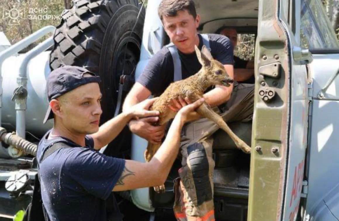 Рятувальники надали необхідну допомогу тварині