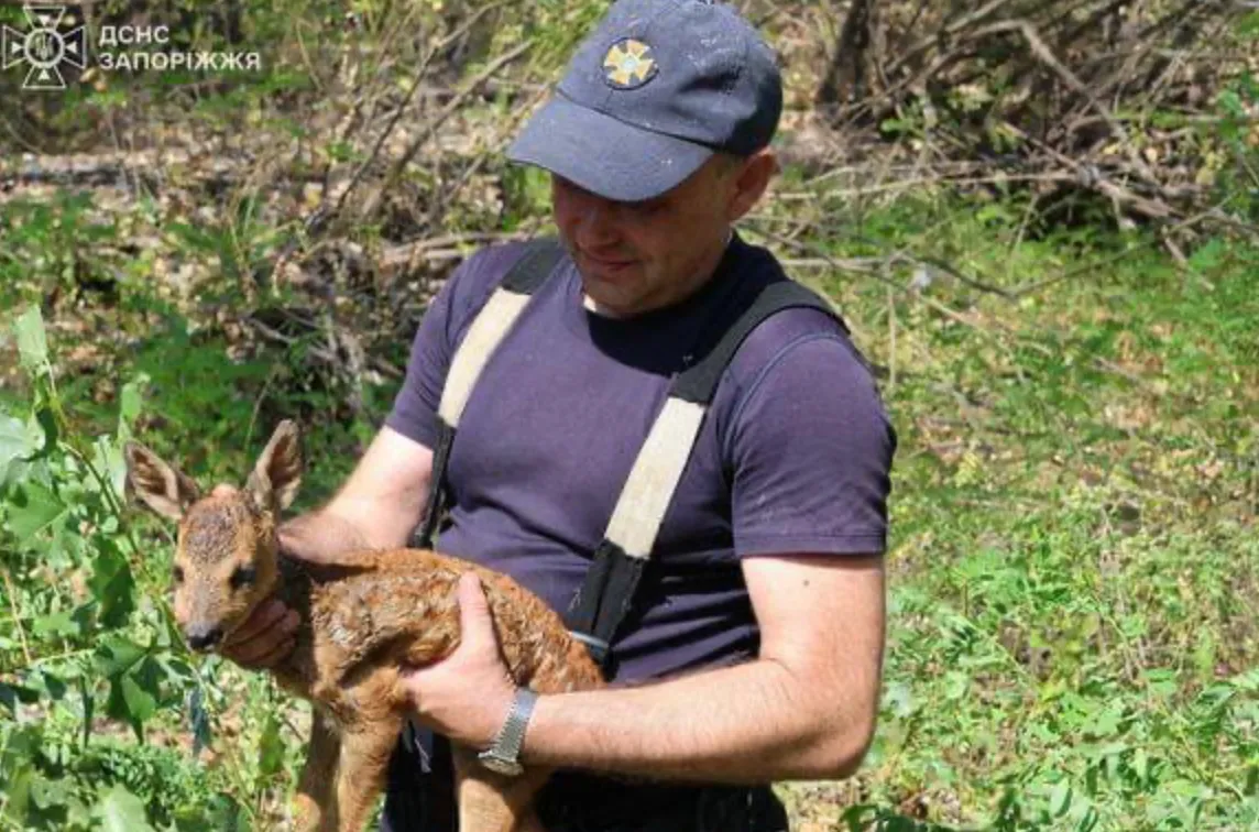 Під час пожежі на острові Хортиця врятували косулю