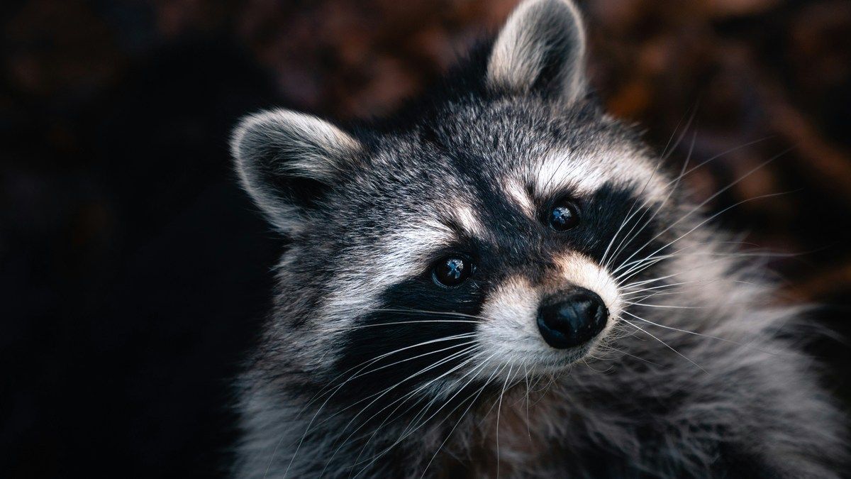 Багажник Cybertruck пошкоджений під час походу голодними єнотами Багажник Cybertruck пошкоджений під час походу голодними єнотами