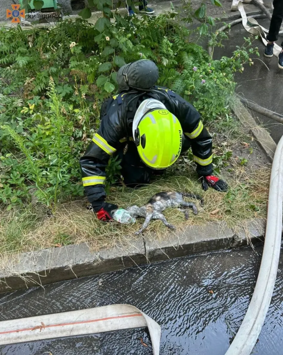 Під час ліквідації пожежі вогнеборцями врятовано кота