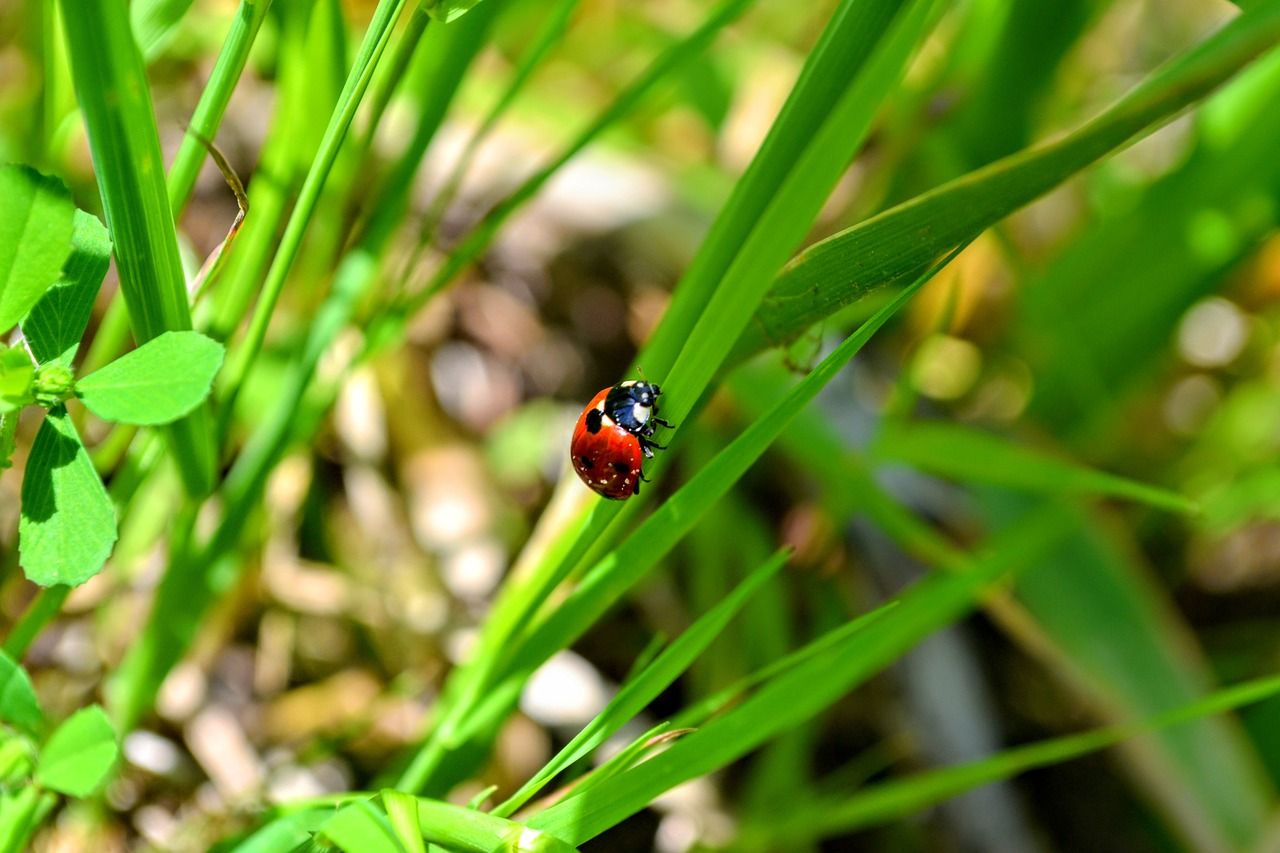 Погода Погода