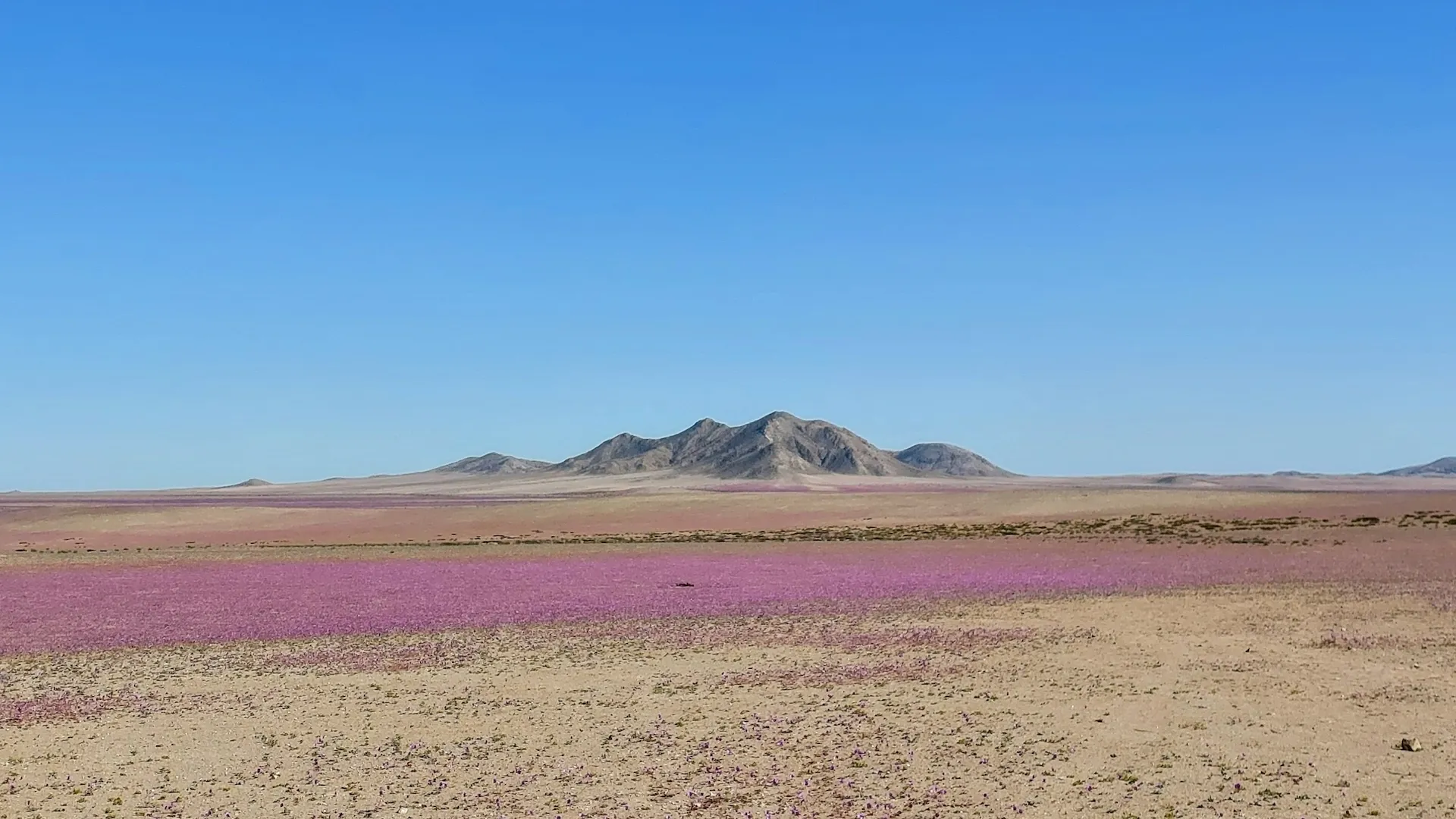 Пустеля Атакама розцвіла посеред зими