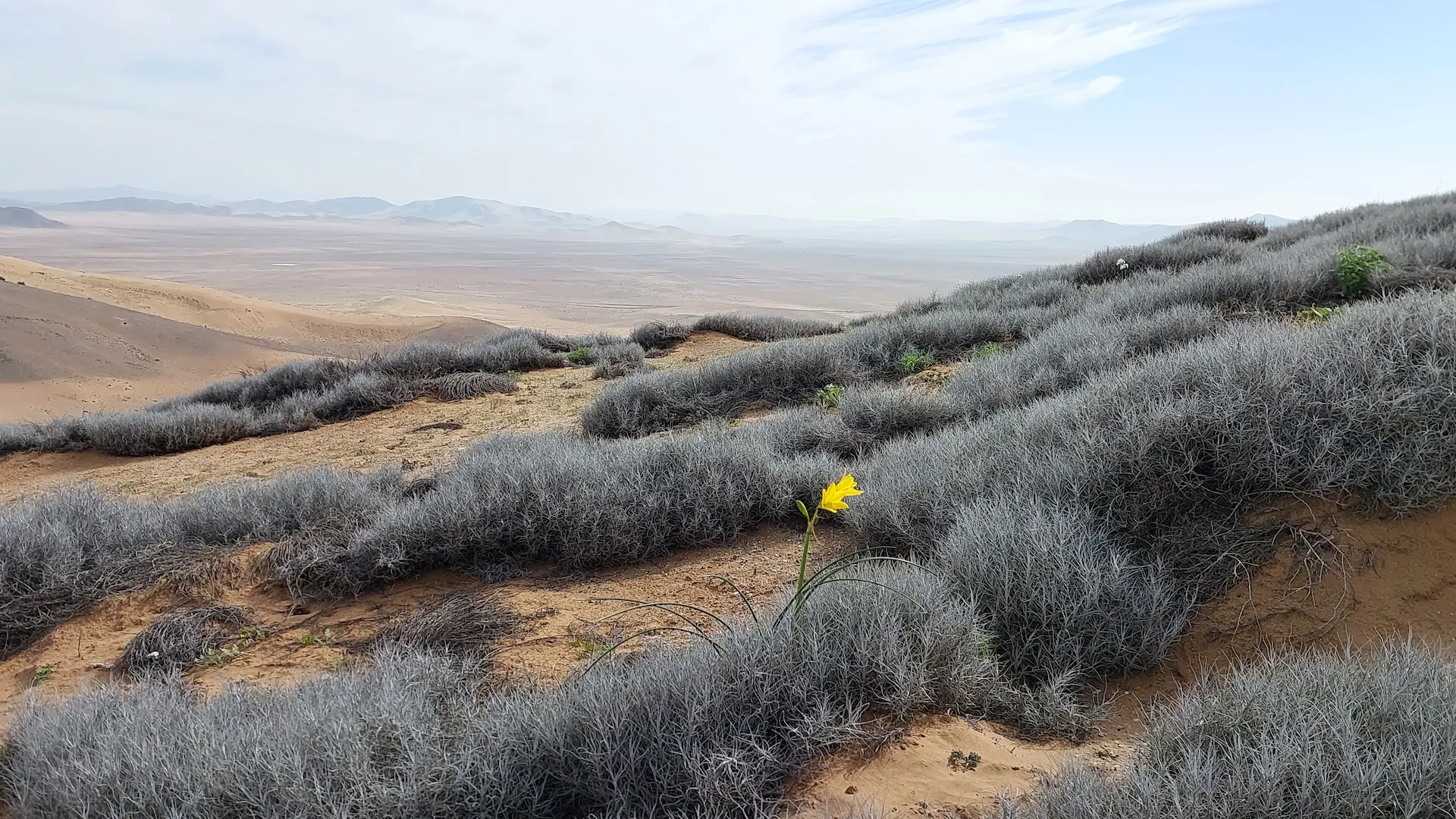 Пустеля Атакама розцвіла посеред зими