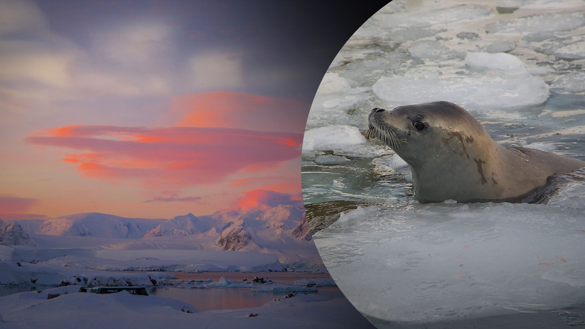 В Антарктику пришло неожиданное потепление В Антарктику пришло неожиданное потепление