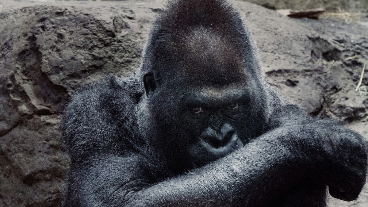 Гориллы в зоопарках страдают от посетителей, которые показывают им видео на смартфонах Гориллы в зоопарках страдают от посетителей, которые показывают им видео на смартфонах