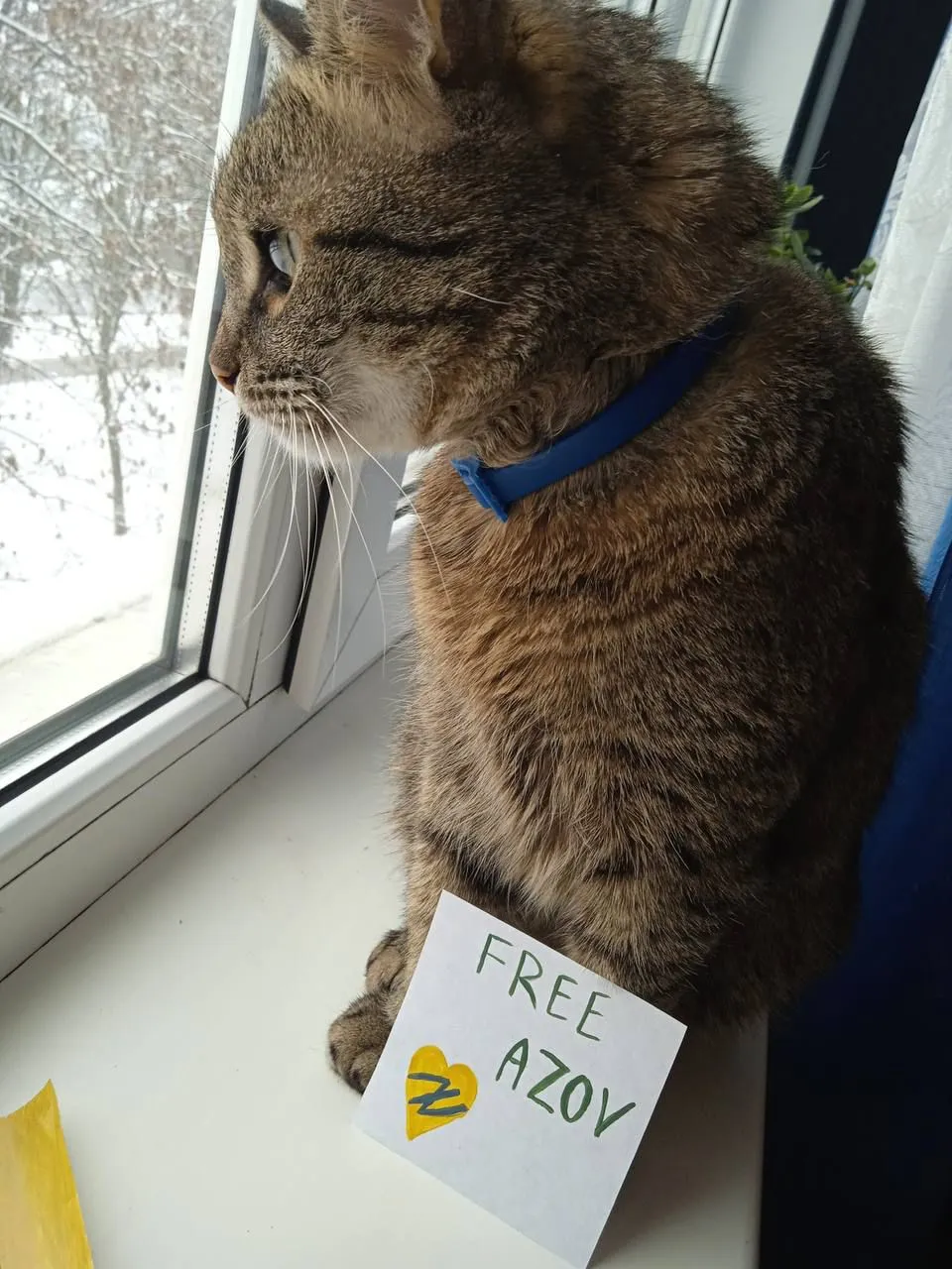 Кіт Сергія Кіт Сергія