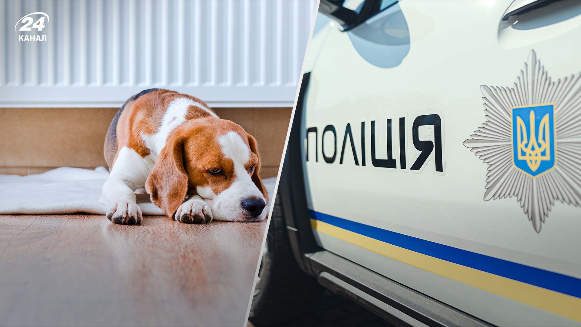 У Хмельницькому викинули собаку з багатоповерхівки