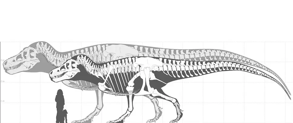 Ілюстрація художника показує, наскільки великим міг бути T. rex, порівняно зі Скотті