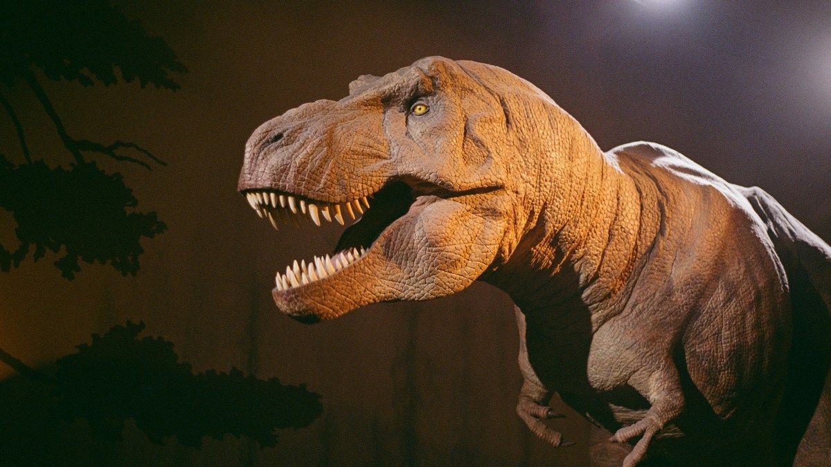 Самые большие тираннозавры могли вырастать до 15000 килограммов, предполагают ученые