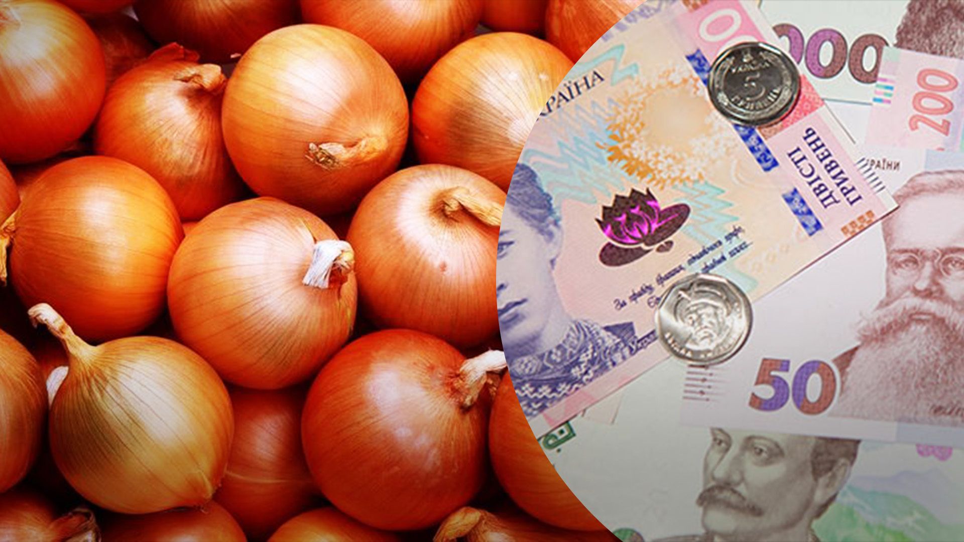 Репчатый лук подорожал Репчатый лук подорожал