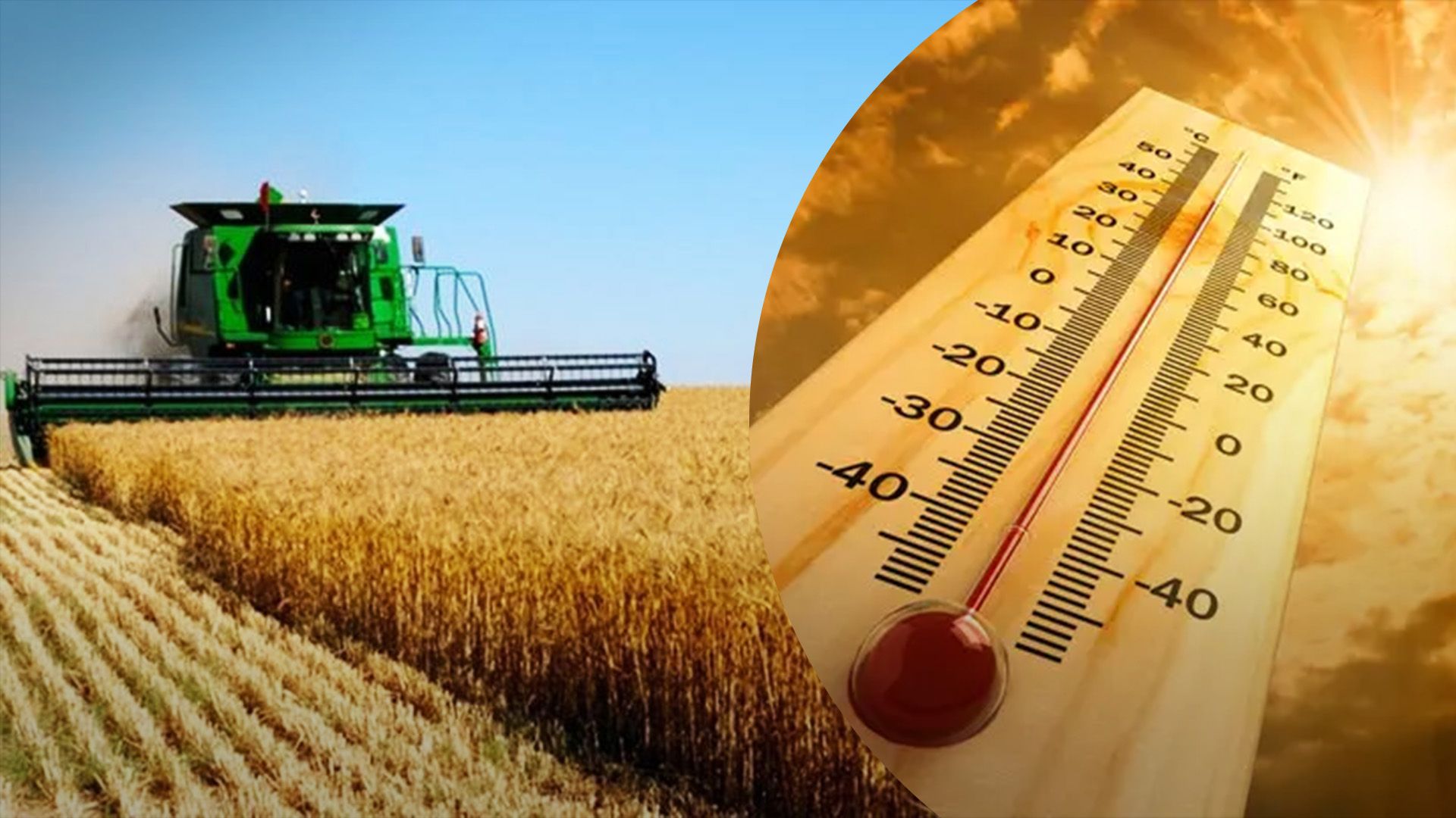 Жара уничтожила урожай Жара уничтожила урожай