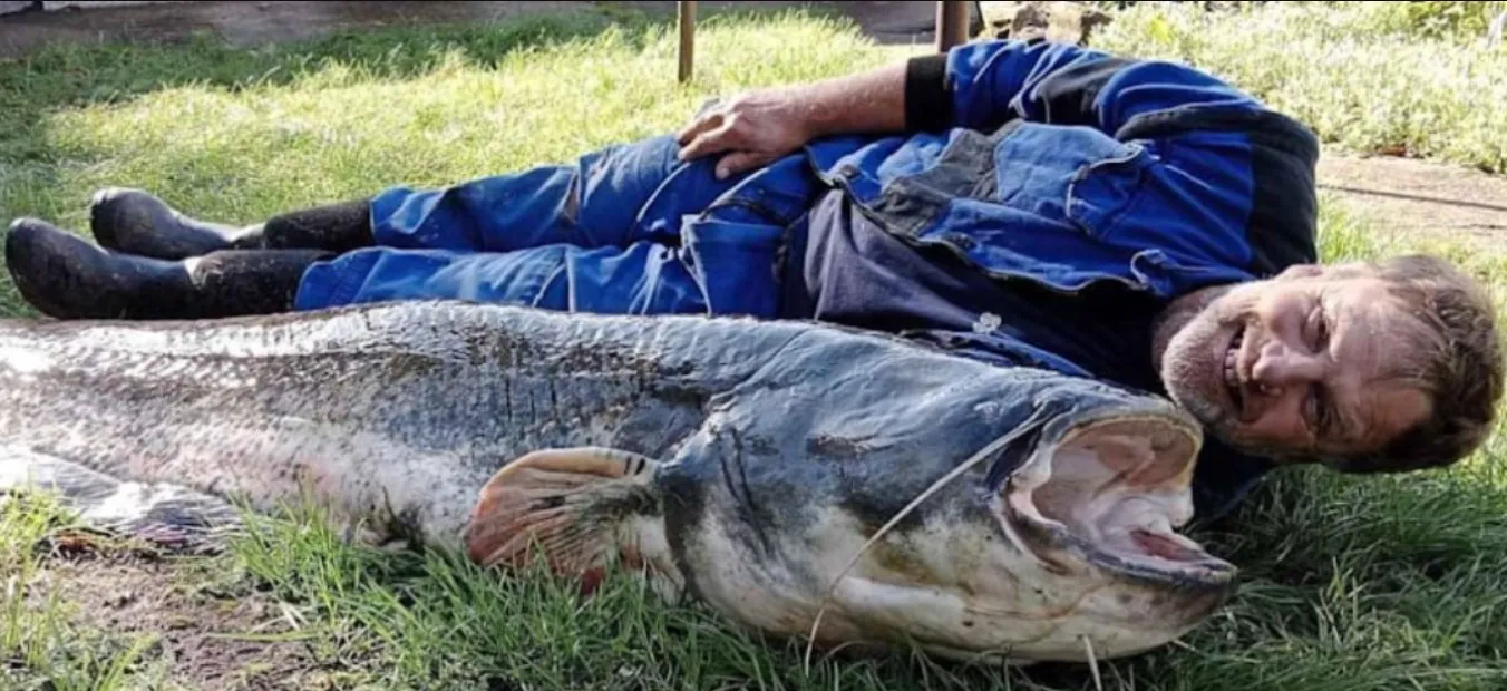 Павел Глушичка поймал сома длиной 230 сантиметров Павел Глушичка поймал сома длиной 230 сантиметров