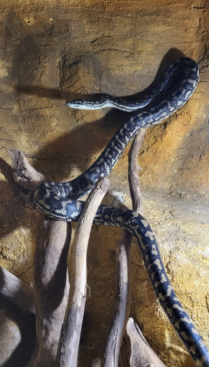 Найденная рептилия Найденная рептилия